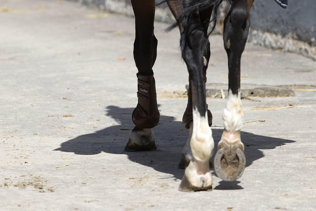 Umgang mit dem Pferd hilft Kindern im Umgang mit anderen 