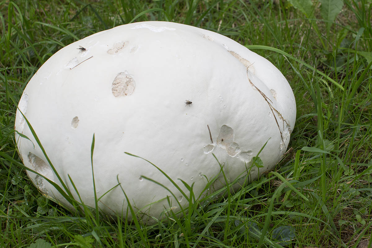 Pilze erfreuen uns im Herbst mit ihren Fruchtkrpern