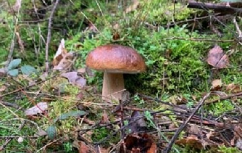 Ein stattlicher gesunder Steinpilz (Fotos: KathaBe)