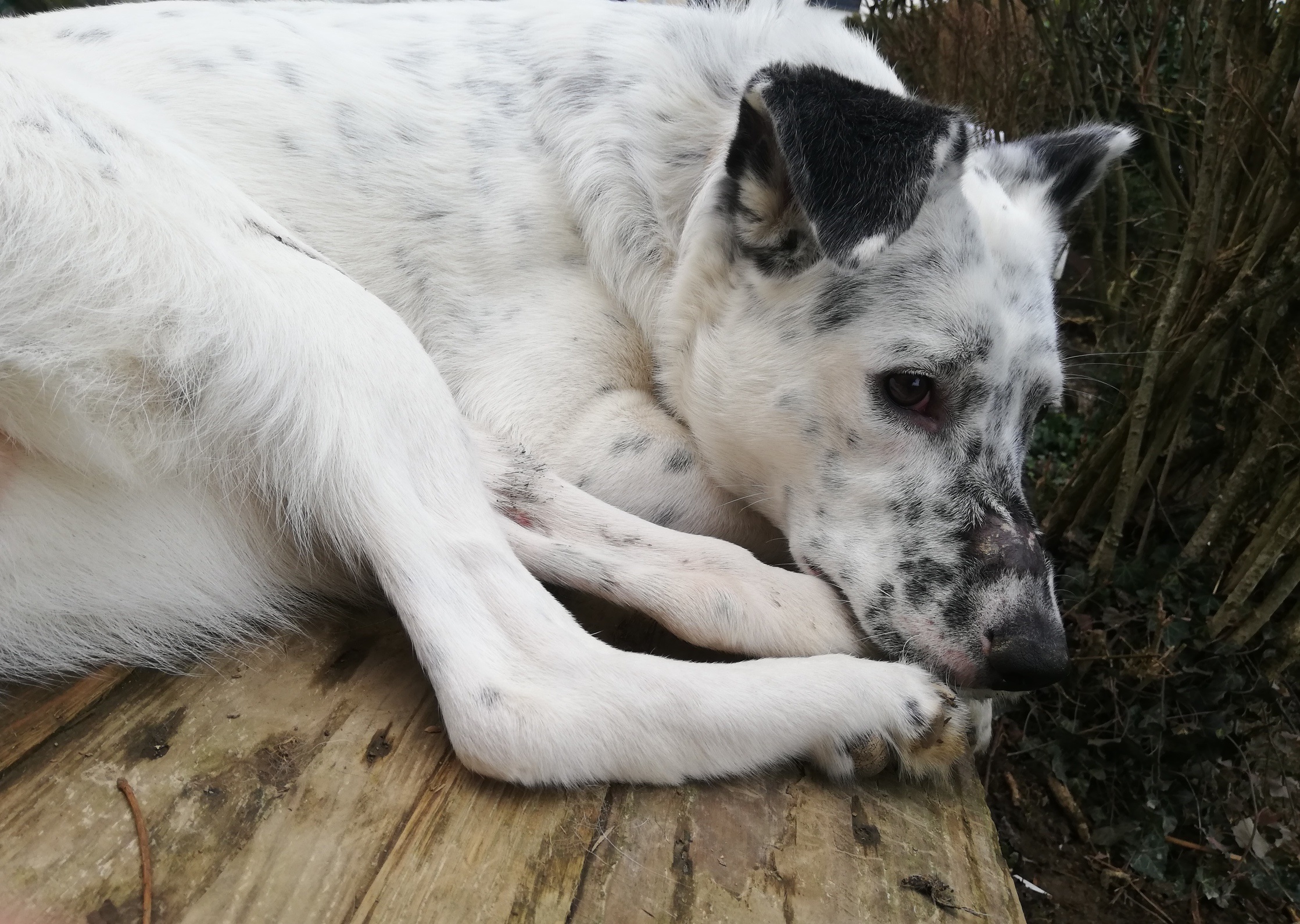 Pina  ein ganz besonderer Hund sucht ganz besondere Menschen 