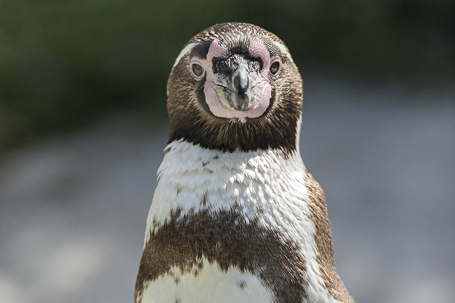 Ein ausgewachsener Pinguin. Fotos: Zoo Neuwied