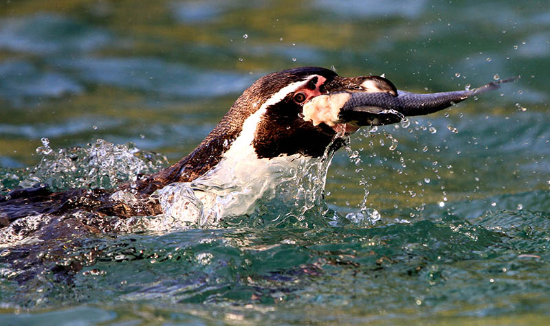 Foto: Zoo Neuwied.