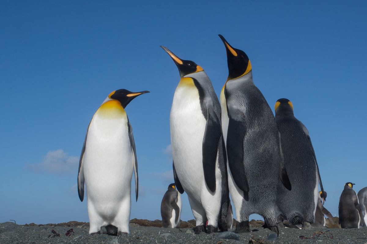 Begegnung mit Pinguinen (Foto: Stefan Schulz)