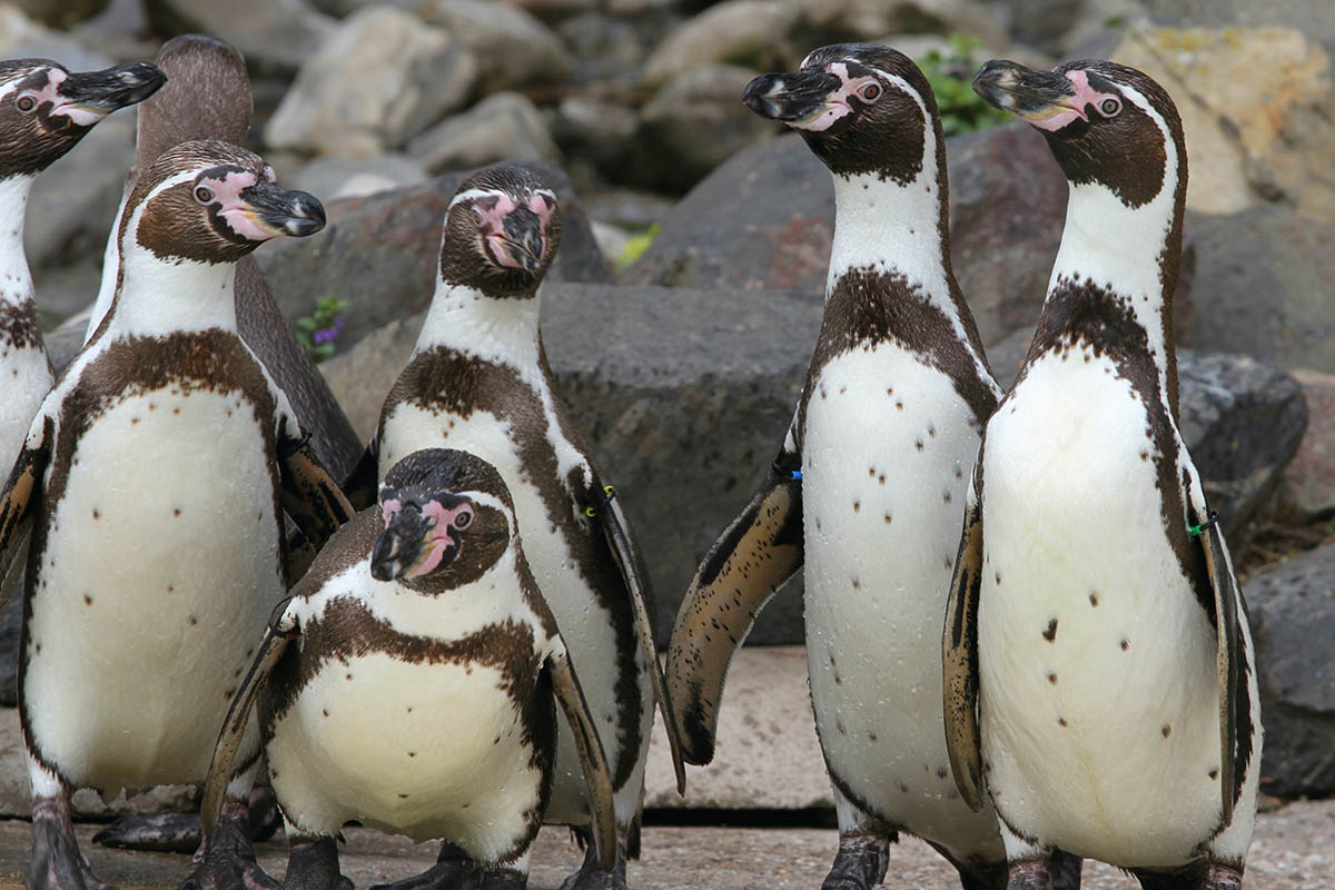 Frost im Zoo bringt Frust bei den Pinguinen