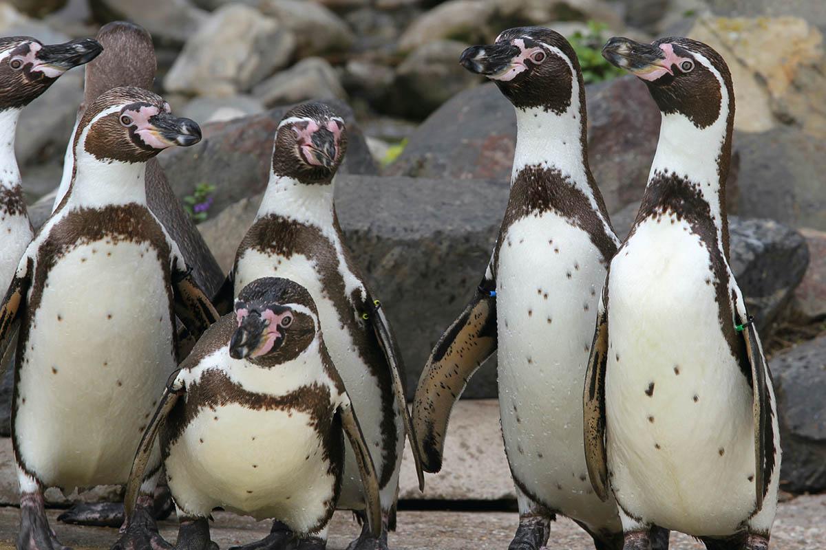 Foto: Zoo Neuwied