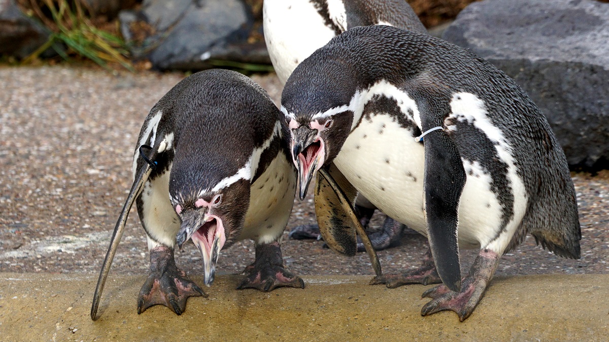 Die Humboldt-Pinguine im Zoo Neuwied klingen so gar nicht nach Vgeln. (Foto: Leo Schmitz)