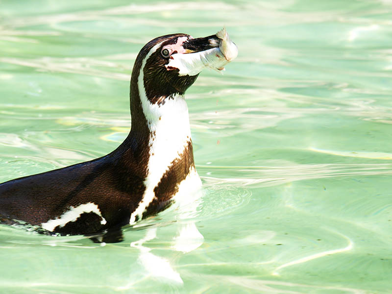 Ausflug in den Zoo nach Gelsenkirchen: noch Pltze frei!