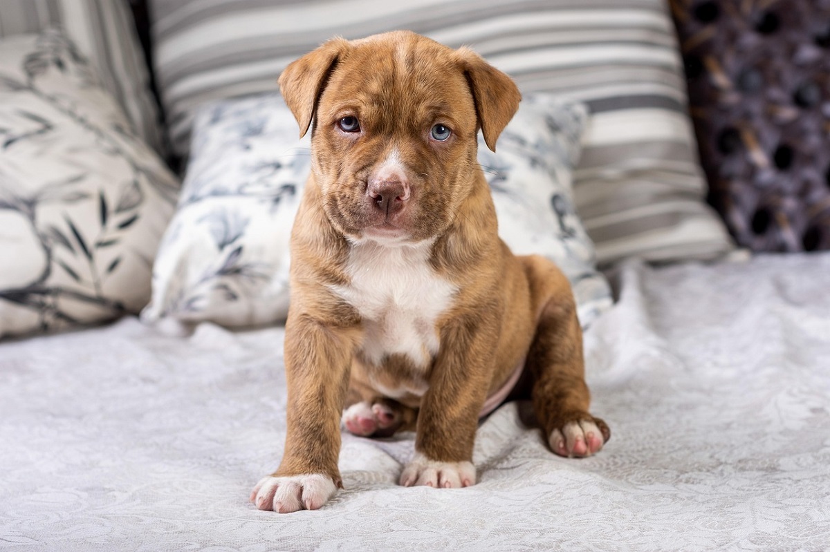 Petition zur Reform des Landeshundegesetzes: "Der Mensch macht den Hund bse"