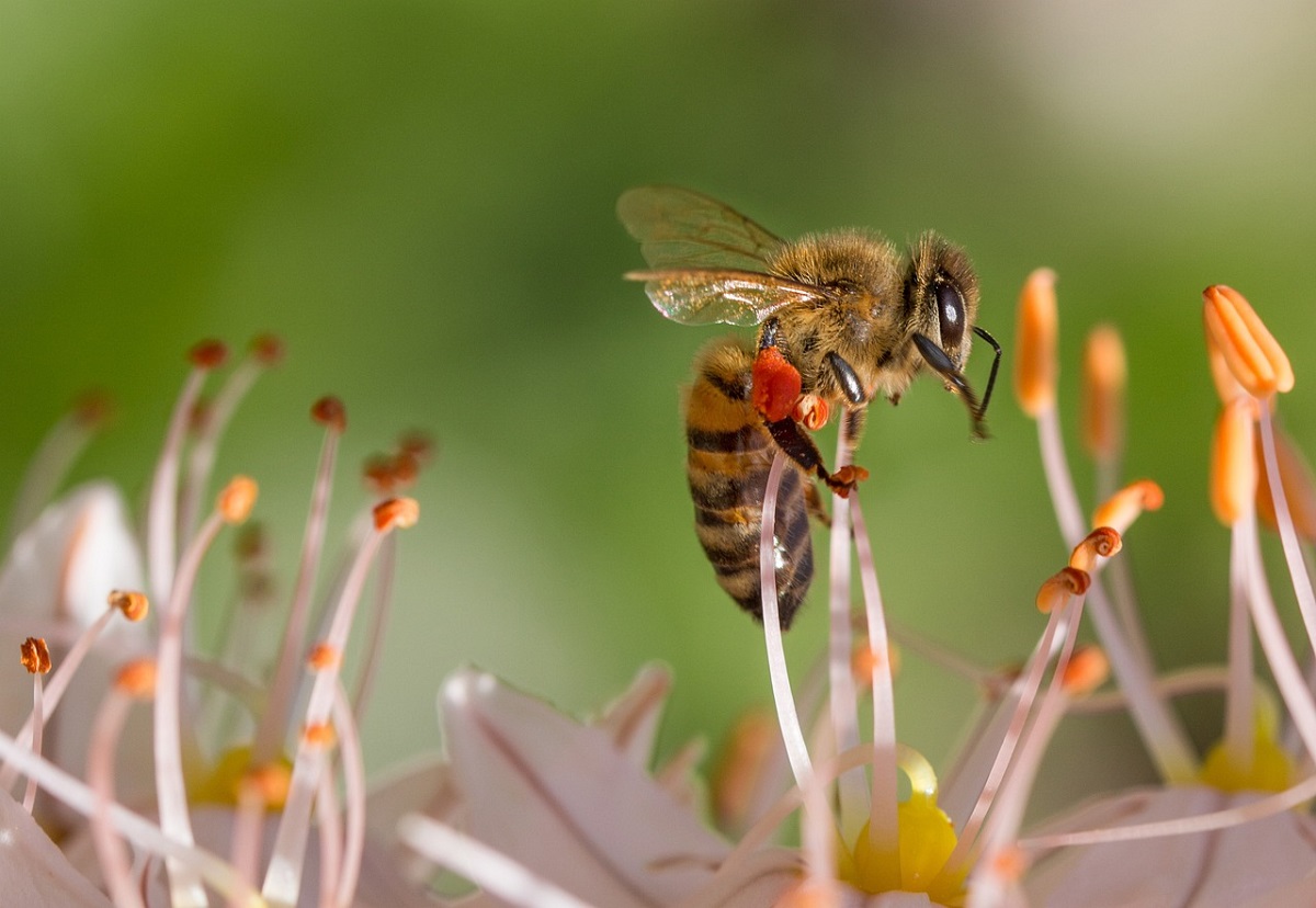 Gute Argumente fr Imker: Honig- und Wildbienen sind kein Widerspruch