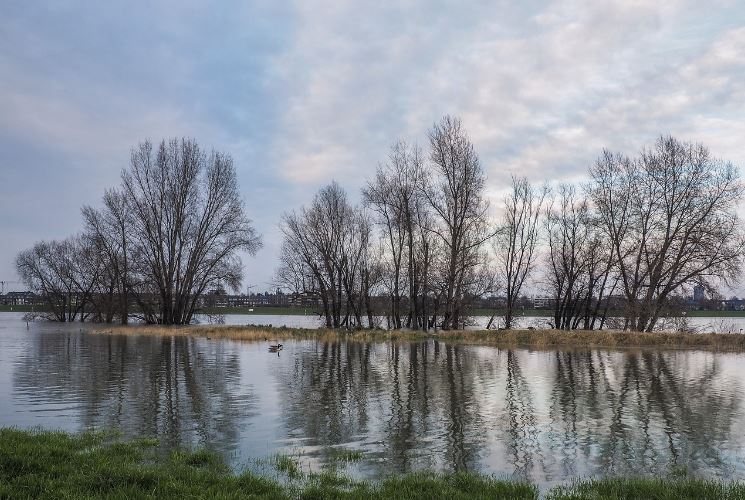 So reagieren Wildtiere auf Hochwasser - Auch Tiere leiden unter berschwemmungen