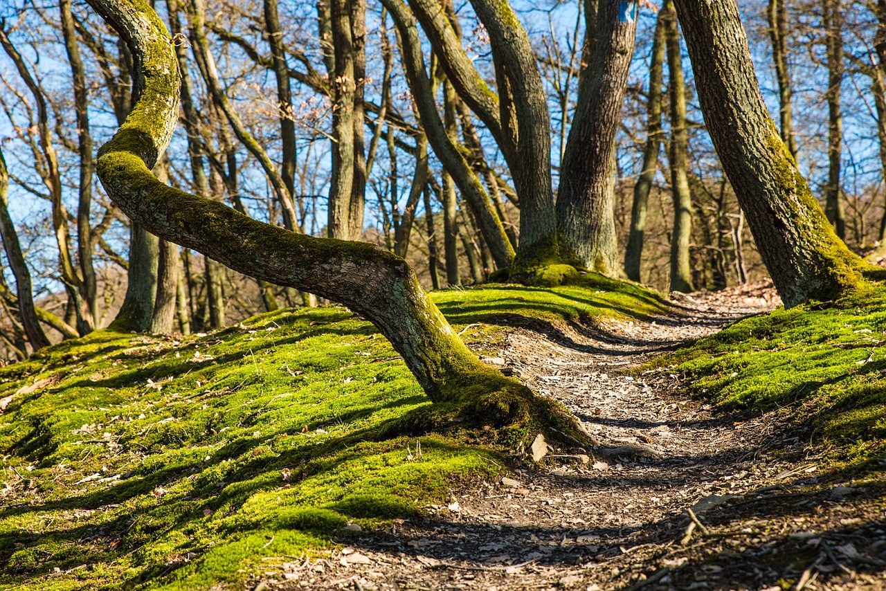 Wandern auf den Wller Touren - neue Broschre fr Rund- und Tageswanderwege im Westerwald