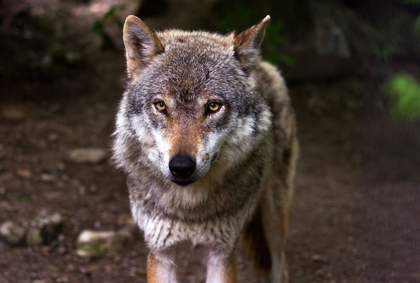 Wolfsangriff: Ein totes und ein verletztes Schaf in der VG Altenkirchen-Flammersfeld