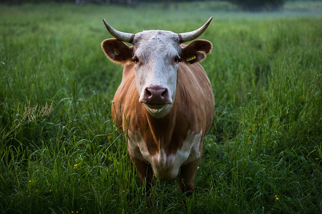 Ausgebxt: Kuh in Betzdorf in wildem Galopp auf Abwegen