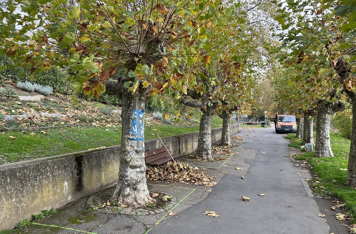 Die Platanen an der Mauerseite der Engerser Deichpromenade sollen saniert werden. An vier Testbumen finden ab jetzt Untersuchungen statt. (Foto: Stadt Neuwied /Armin Brz)