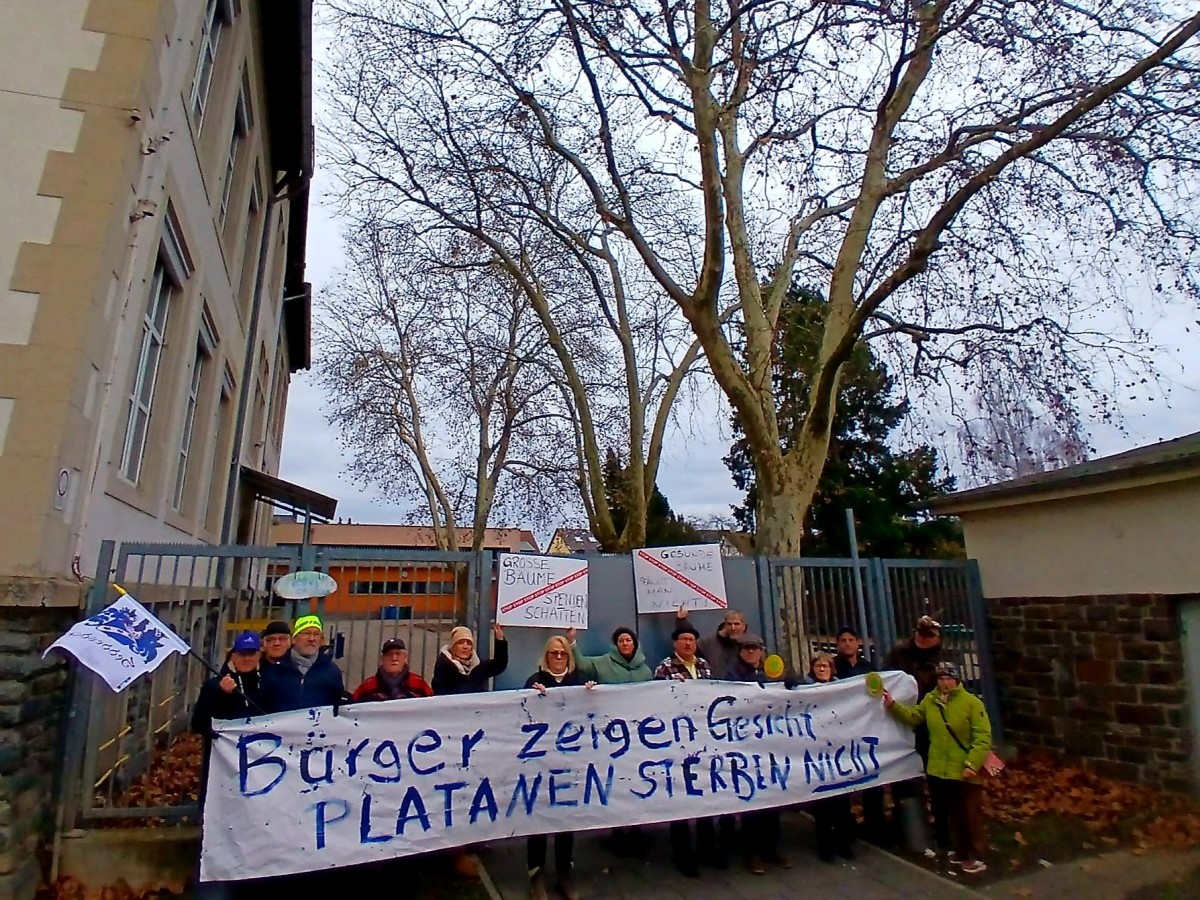 Engagierte B�rger protestieren an der Geschwister-Scholl-Schule in Neuwied gegen die beabsichtigte F�llung von drei �ber 70 Jahre alten, gesunden Platanen (Foto: B�rgerinitiative ich tu