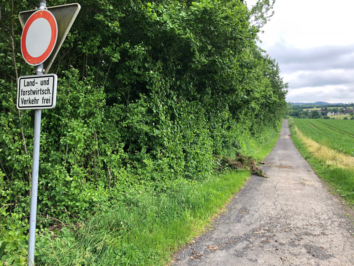 Wer hat fnf Thuja-Heckenpflanzen mit Wurzeln am Wirtschaftsweg unterhalb vom Kindergarten Pracht entsorgt? (Foto: Ortsgemeinde Pracht)