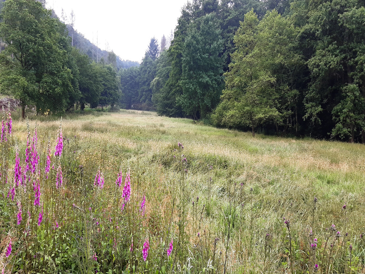 Das Birkenbachtal wird durch angepasste Pflegemanahmen offen gehalten und ist Lebensraum fr zahlreiche Tier- und Pflanzenarten. (Fotos: Kreisverwaltung/Untere Naturschutzbehrde) 
