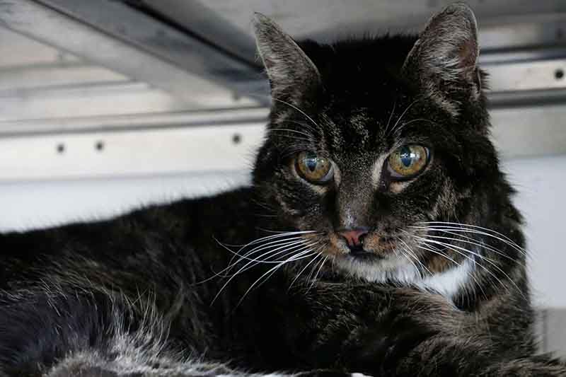 Purzel ist eins von rund 20 alten oder kranken Tieren, die dauerhaft von der Katzenhilfe versorgt und deshalb von Paten untersttzt werden. Foto: Verein