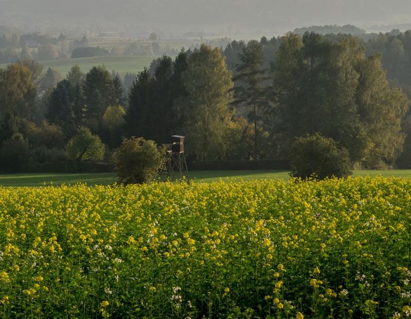 Bei solcher Landschaftsgestaltung, die Wild in die Felder lockt, mssen vorbeugende Manahmen ergriffen werden. Foto: Agrarheute