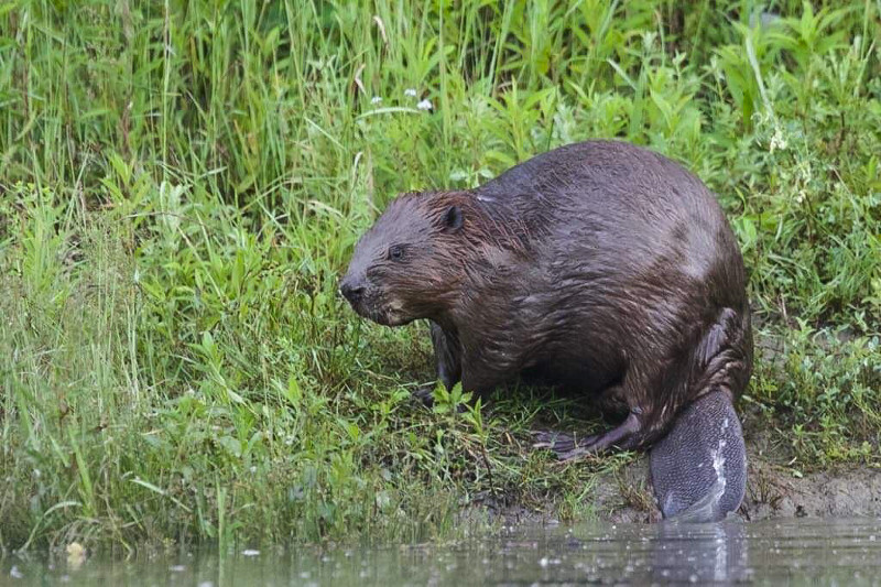 Naturschutzinitiative ldt zum vierten Biber-Sonntag ein