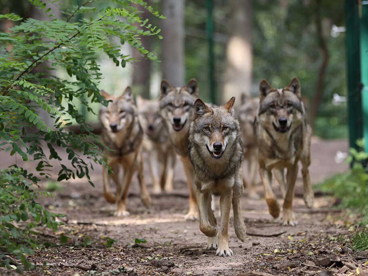 Wlfe im Westerwald: Was mache ich, wenn ich einem Wolf begegne?