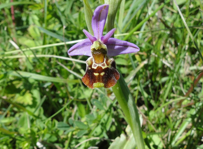 Orchidee Hummel Ragwurz (Ophrys fuciflora). Foto: SGD Nord