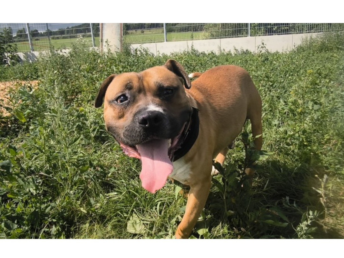 Fotos: Tierheim Ransbach-Baumbach