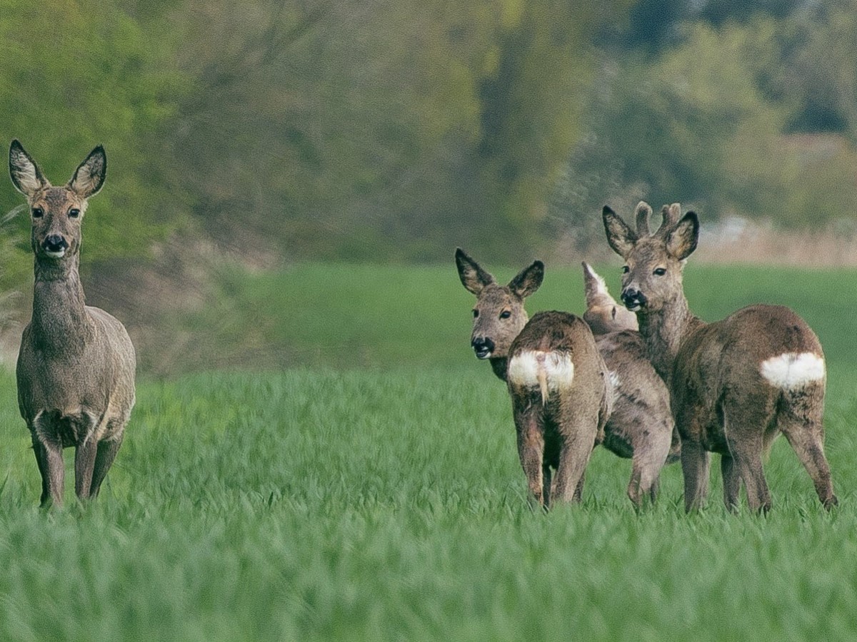 Wild auf der Straße: Wildunfälle, Wege sie zu vermeiden und Verhaltensweise beim Unfall