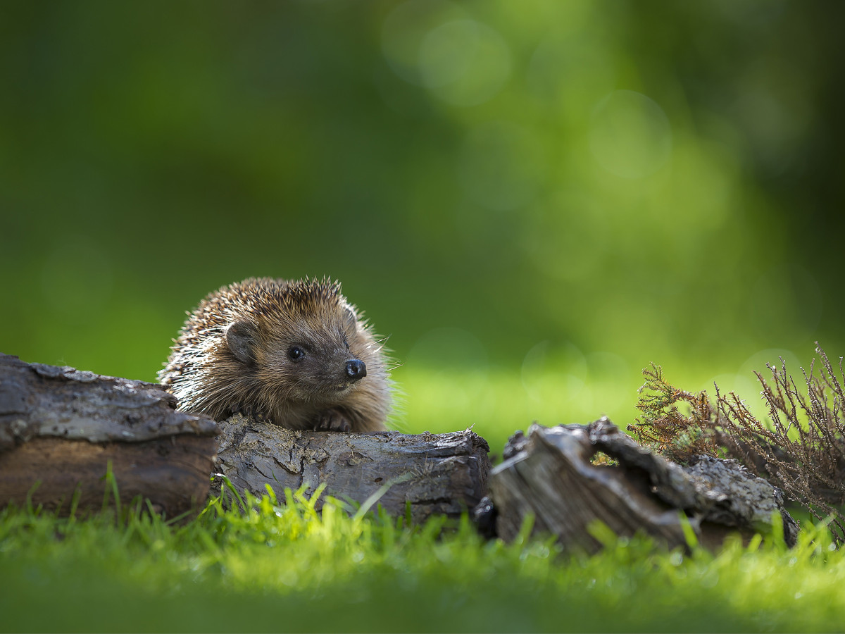 Im Herbst sind die Igel wieder in heimischen Grten unterwegs. (Foto: NABU / Andreas Bobanac)