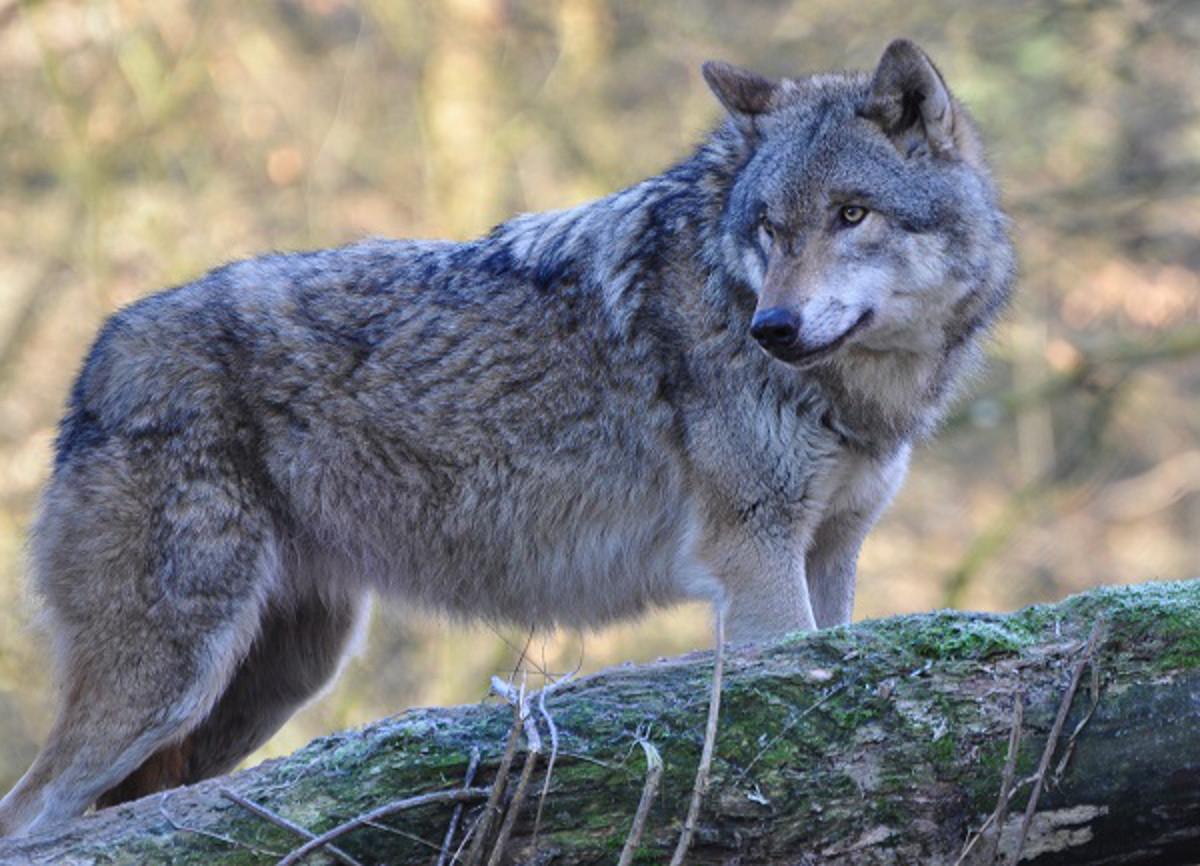 Europäischer Wolf - Foto: Naturschutzinitiative e.V. (NI)