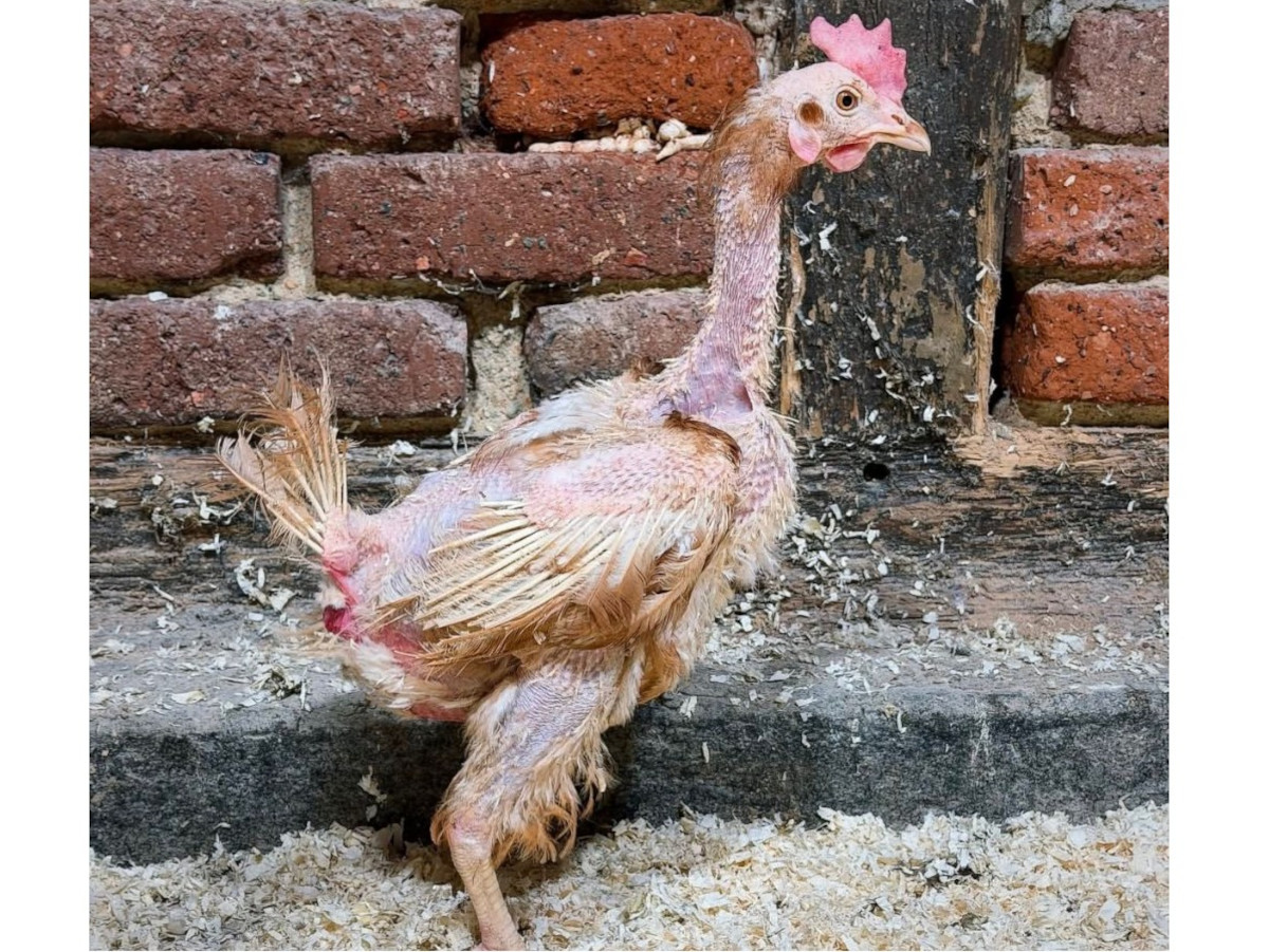 Gegen die Uhr: PLAnbe stemmt Rettung von 800 Legehennen im Eiltempo