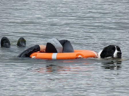 Ein Neufundlnder bei der Rettungssportbung (Foto: GRI)