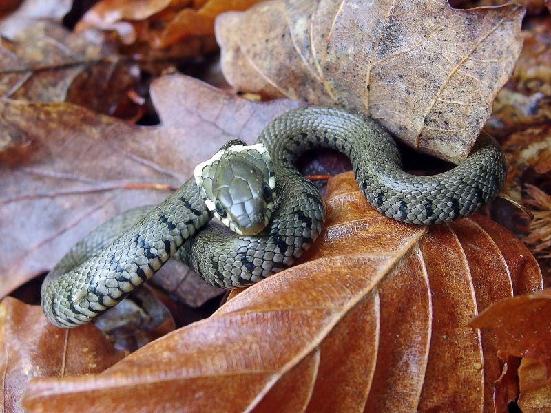 Ringelnatter. Foto: Hubertus Schwarzentraub