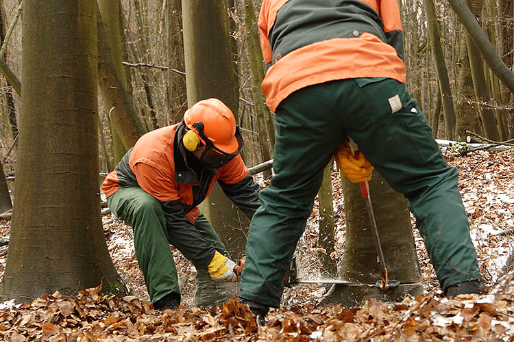 Baumfllarbeiten: Kreisstrae K 93 am Donnerstag dicht