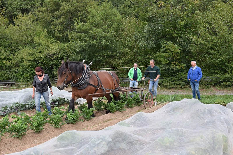 Erfolgreiches Gemseanbauprojekt sucht greren Wirkungskreis