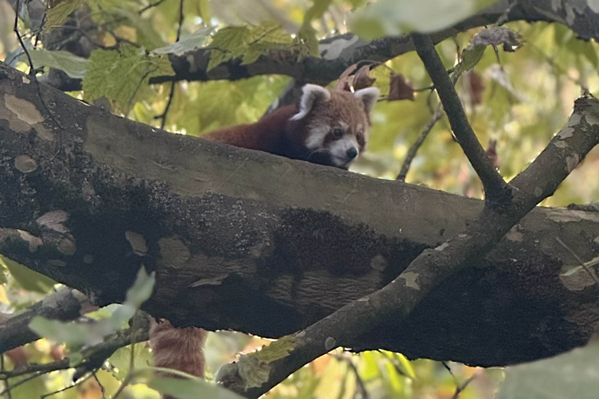 Rote Pandas sind wahre Kletterk�nstler � geschickt bewegen sie sich zwischen den �sten durch die Baumkronen. Foto: Nicole Nazarenus