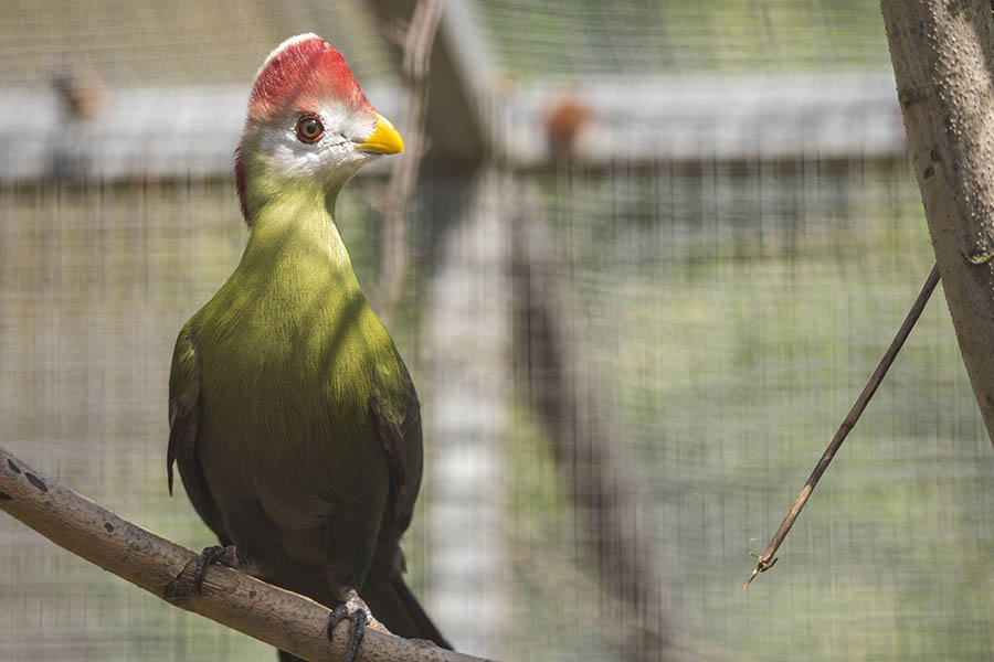 Kken bei den Rothaubenturakos im Zoo Neuwied