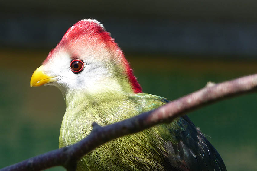 Rothaubenturakos  Auffallend gefrbte Vgel im Zoo Neuwied