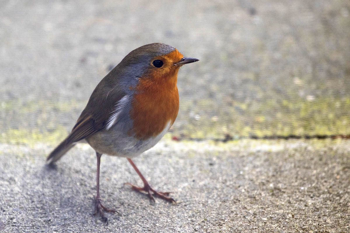 Rotkehlchen, Vogel des Jahres. Foto: Wolfgang Tischler