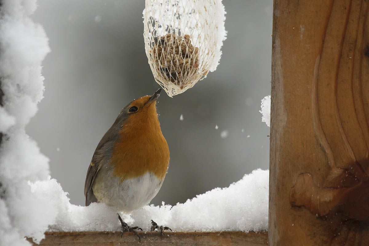 Symbolfoto: Rotkehlchen