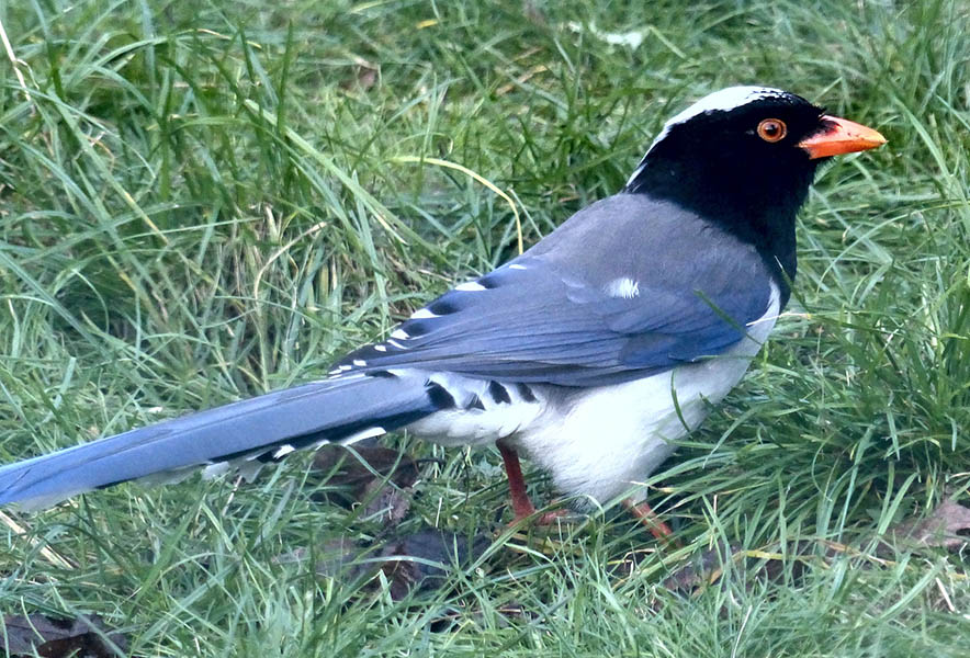 Rotschnabelkittas im Zoo Neuwied haben Nachwuchs