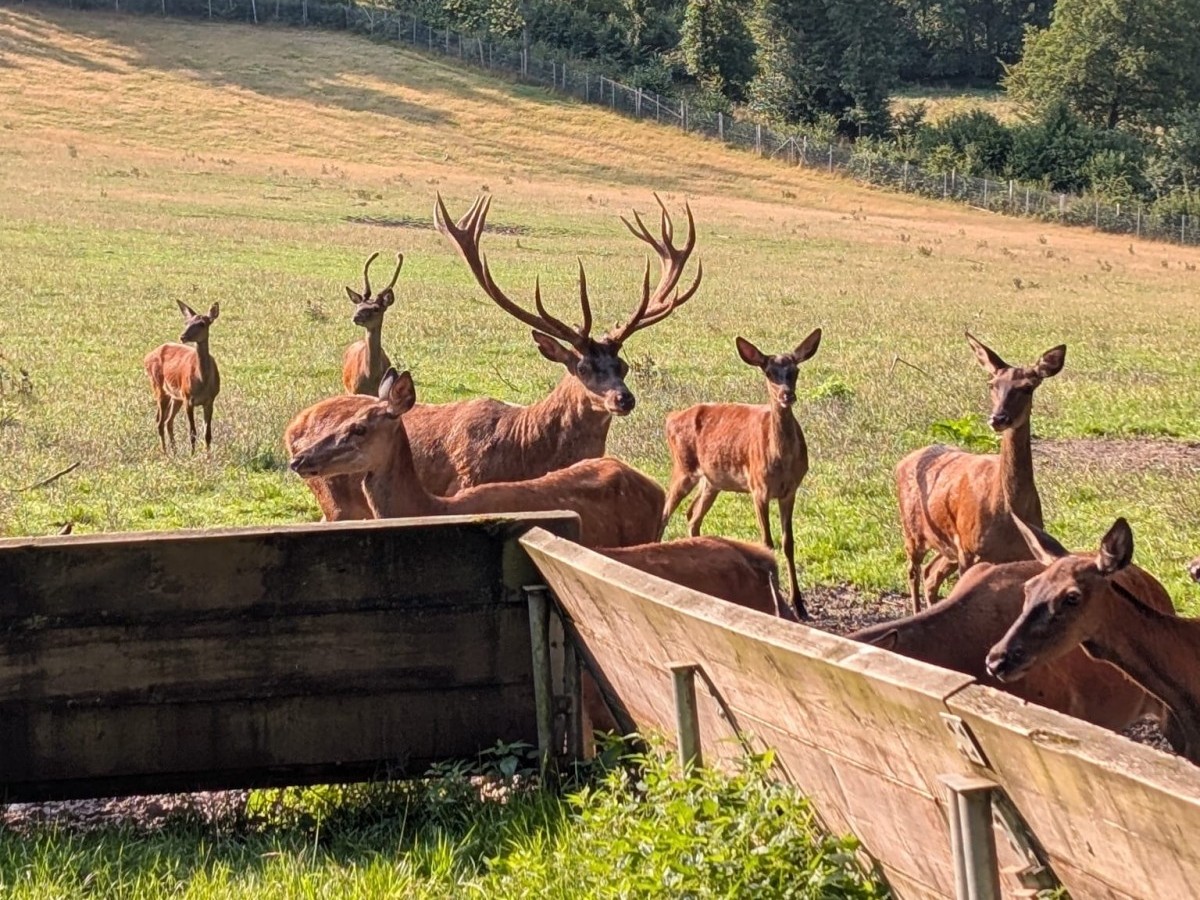 Wiedererffnung des Wildparks Westerwald: Ein neues Kapitel beginnt