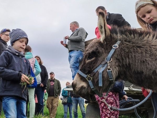 Eselwanderung: Warum Rinder Einzigartiges leisten und Braugerste besonders anspruchsvoll ist