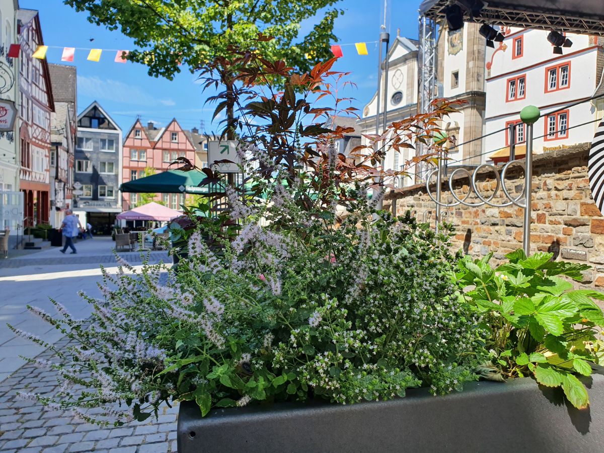 Das neue Bepflanzungskonzept in der Hachenburger Innenstadt. (Foto: Stadt Hachenburg)
