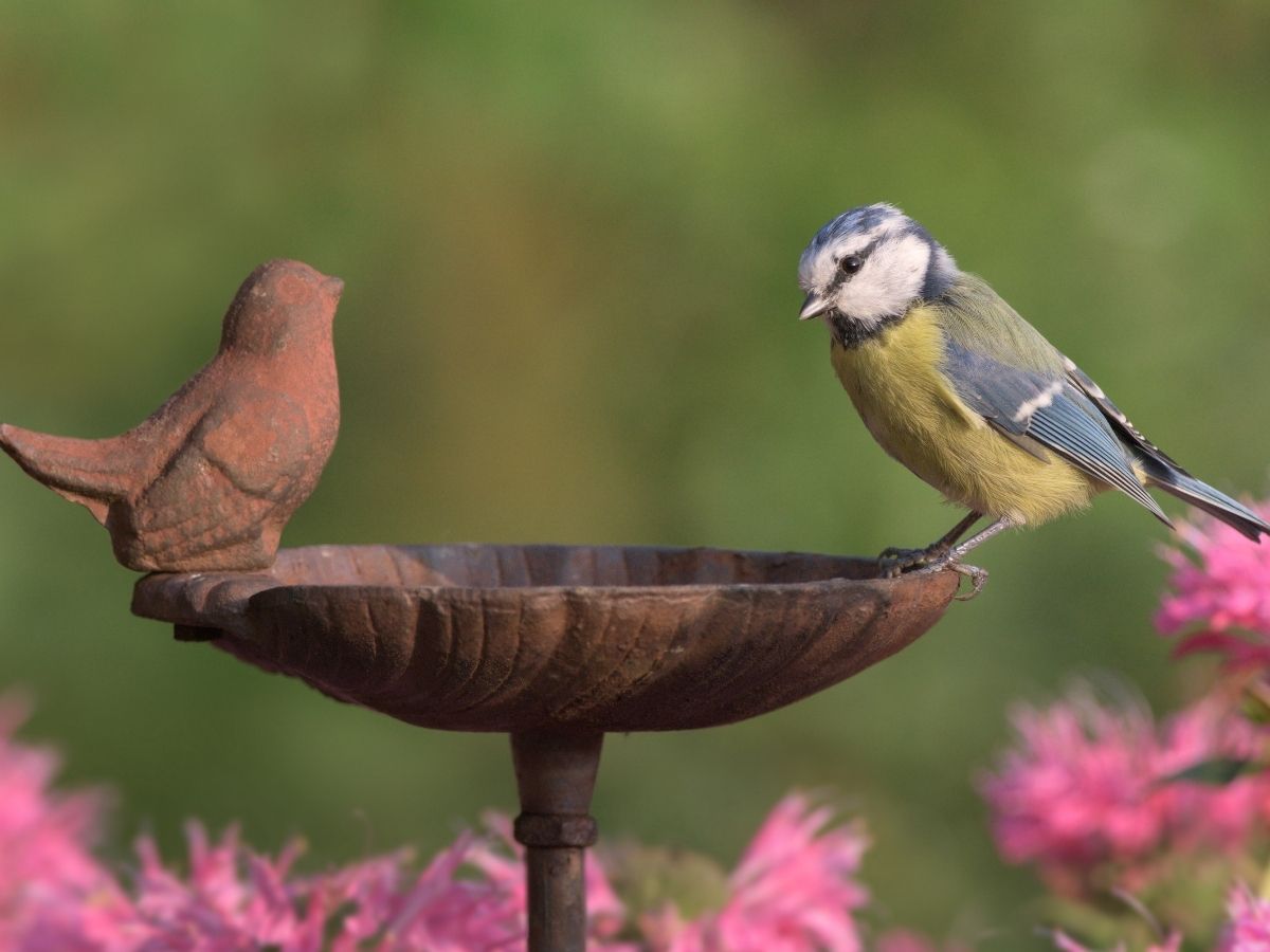 NABU: Stunde der Gartenvgel mit Zhlaktion