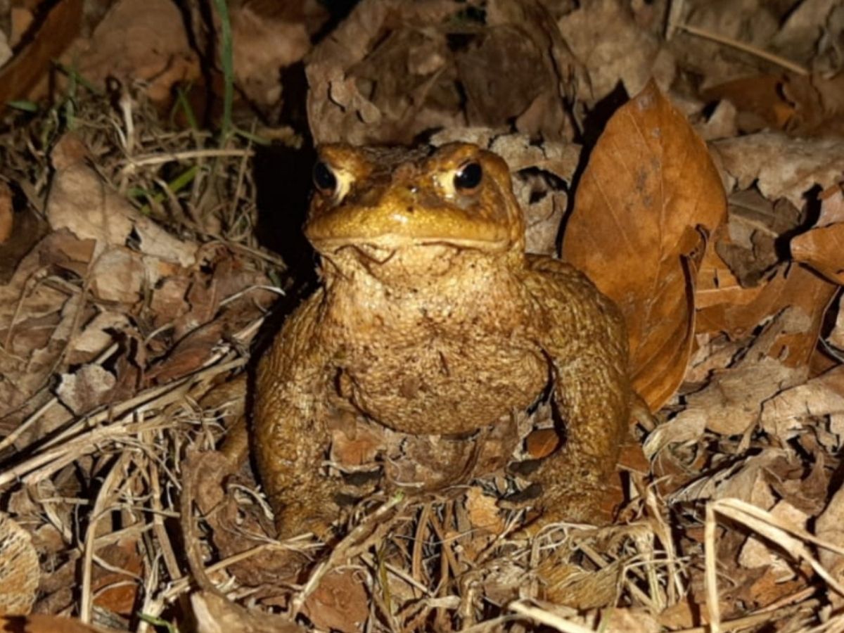 Amphibienschutz am Dreifelder Weiher