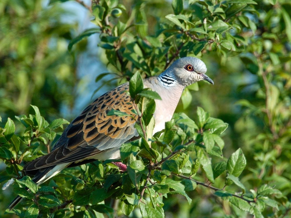 Vogel des Jahres: die Turteltaube. (Foto: Manfred Delpho)