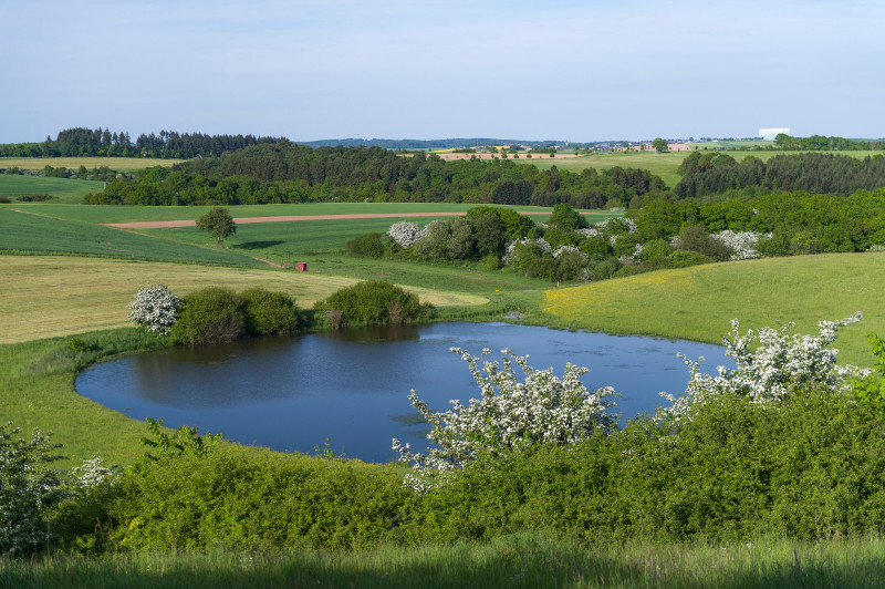 Die Wiedervernssung des Trautzberger Maares im Jahr 2014 ist ein Beispiel fr die Reaktivierung von Torfwachstum zur Kohlenstoffspeicherung in Feuchtgebieten mit gleichzeitigem Nutzen fr die Biodiversitt. Eine Solche Manahme soll im Natur- und UNESCO Geopark Vulkaneifel mit Untersttzung der SGD Nord im Rahmen von ZENAPA wiederholt werden. Foto: SGDN