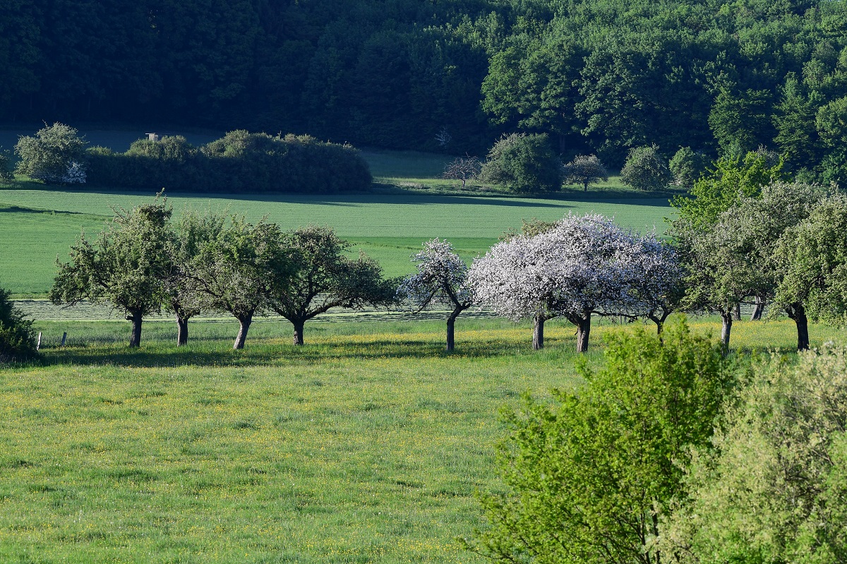 Streuobstwiese (Foto: Harry Neumann)