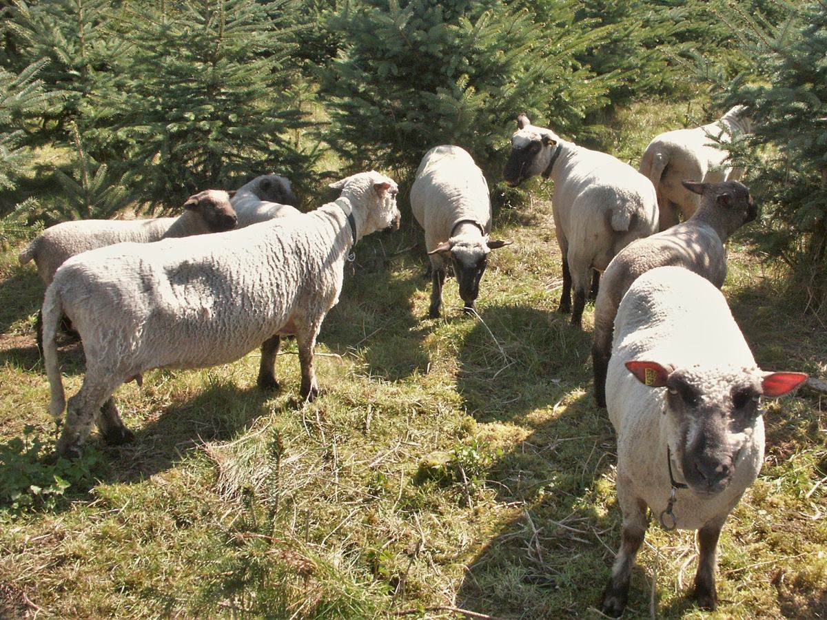 Die Geschichte von den Schafen, die die Weihnachtsb�ume in Wissen bewachen